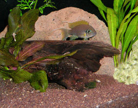 Granatsand rot im Aquarium